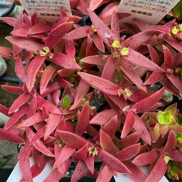 紅葉祭り 多肉植物 ハンドメイドマーケット Minne 紅葉祭り 多肉植物 ハンドメイドマーケット Minne