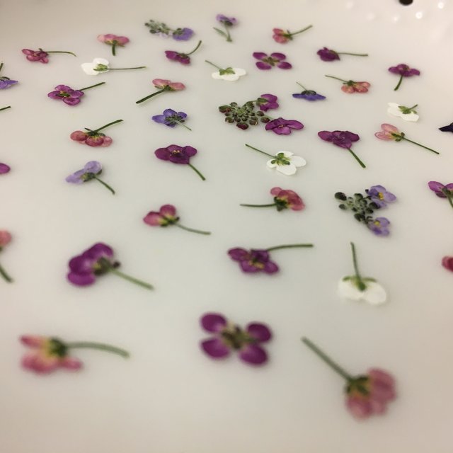 期間限定30%OFF! 押し花 素材 アリッサム(42枚) R - 各種パーツ