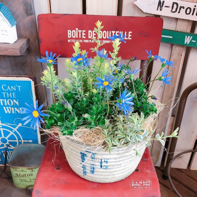 ラスト 新作 毎年楽しめる ブルーデージー寄せ植え シルバー系ブリキ鉢ガーデニング きれいな青のお花 Minne 日本最大級のハンドメイド 手作り通販サイト ラスト 新作 毎年楽しめる ブルーデージー寄せ植え シルバー系ブリキ鉢ガーデニング きれいな青のお花 Minne 日本最大級のハンドメイド 手作り通販サイト