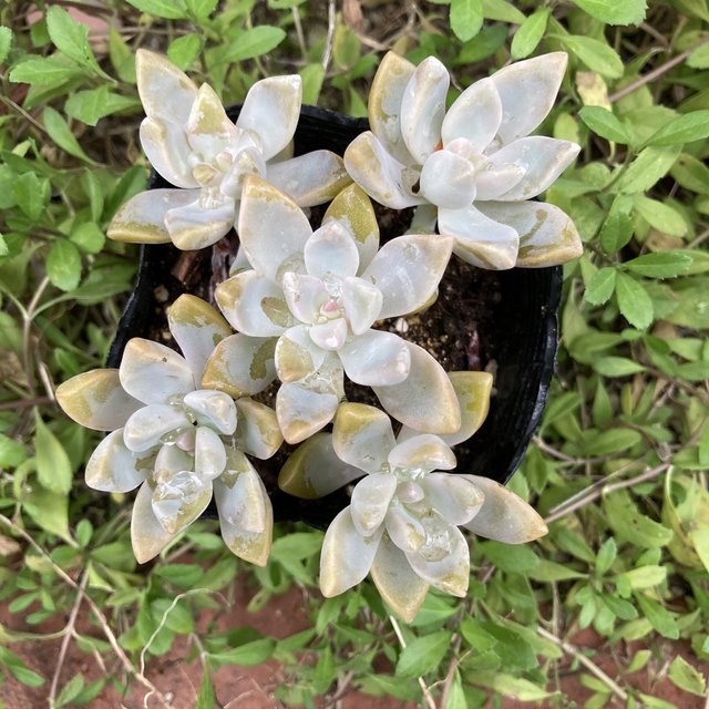 Sold多肉 多肉植物 ゴースティン ビニールポットのままお届けします Minne 日本最大級のハンドメイド 手作り通販サイト Sold多肉 多肉植物 ゴースティン ビニールポットのままお届けします Minne 日本最大級のハンドメイド 手作り通販サイト