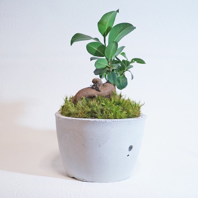 お部屋の観葉植物 ガジュマル しっぼ苔の鉢植え 大きめ さらっと無機質なモルタル鉢 送料全国一律850円 ハンドメイドマーケット Minne お部屋の観葉植物 ガジュマル しっぼ苔の鉢植え 大きめ さらっと無機質なモルタル鉢 送料全国一律850円 ハンドメイドマーケット Minne