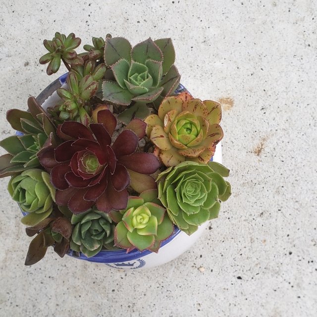 多肉植物 アエオニウム 10種類セット カット苗 Minne 日本最大級のハンドメイド 手作り通販サイト 多肉植物 アエオニウム 10種類セット カット苗 Minne 日本最大級のハンドメイド 手作り通販サイト