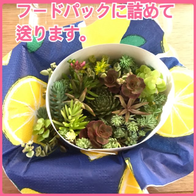感謝セール 送料無料 カラフル彩り 多肉植物 セダム 育てやすい 観葉植物 苗 Minne 日本最大級のハンドメイド 手作り通販サイト 感謝セール 送料無料 カラフル彩り 多肉植物 セダム 育てやすい 観葉植物 苗 Minne 日本最大級のハンドメイド 手作り通販サイト