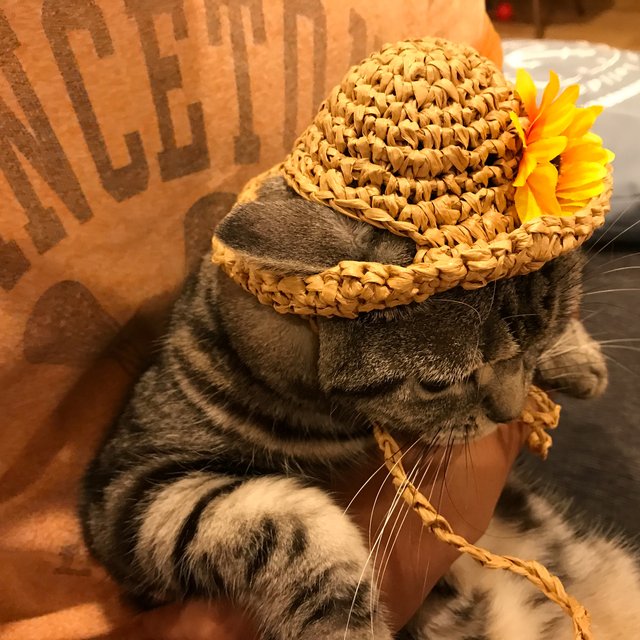 再販 猫用 麦わら帽子 ひまわり ハンドメイドマーケット Minne 再販 猫用 麦わら帽子 ひまわり ハンドメイドマーケット Minne