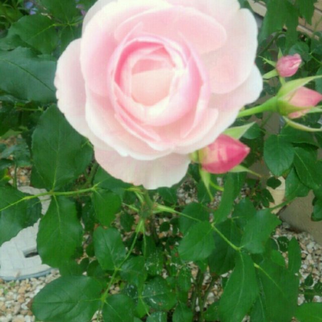 バラ ビエ ドゥ 苗木 約 イチゴオーレのような花柄のバラ ハンドメイドマーケット Minne