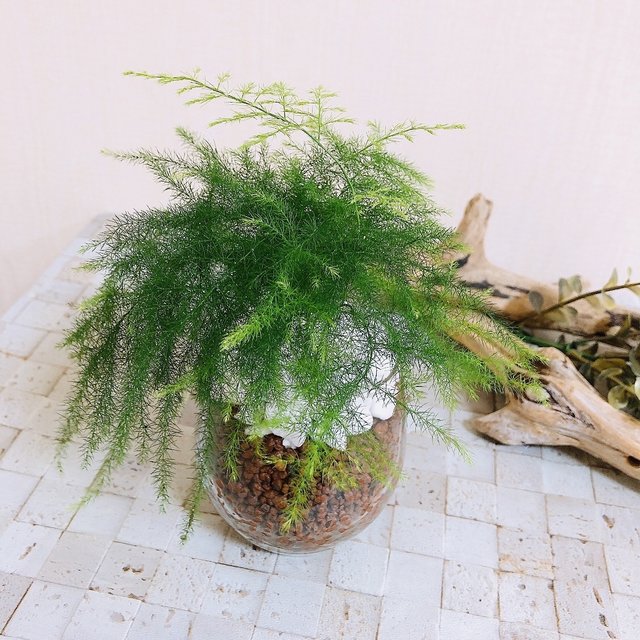 キュートなミクロな葉っぱ アスパラガス ラウンドグラス ハイドロカルチャー 観葉植物 インテリア Minne 日本最大級のハンドメイド 手作り通販サイト キュートなミクロな葉っぱ アスパラガス ラウンドグラス ハイドロカルチャー 観葉植物 インテリア Minne 日本最大級のハンドメイド 手作り通販サイト