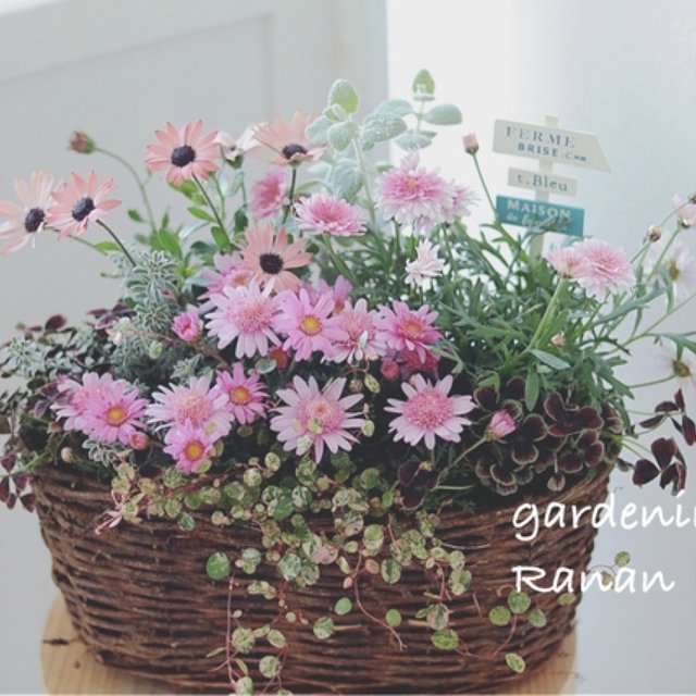 お花でほっこり Pink Pinkマーガレットのcuteで可愛い寄せ植え Minne 日本最大級のハンドメイド 手作り通販サイト お花でほっこり Pink Pinkマーガレットのcuteで可愛い寄せ植え Minne 日本最大級のハンドメイド 手作り通販サイト