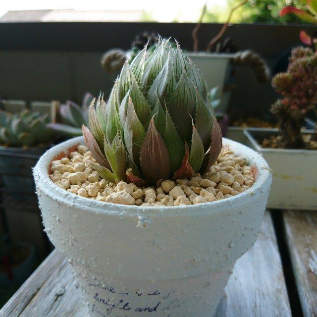 多肉植物 ハオルチア 青雲 寄せ植え 英字 Minne 日本最大級のハンドメイド 手作り通販サイト 多肉植物 ハオルチア 青雲 寄せ植え 英字 Minne 日本最大級のハンドメイド 手作り通販サイト