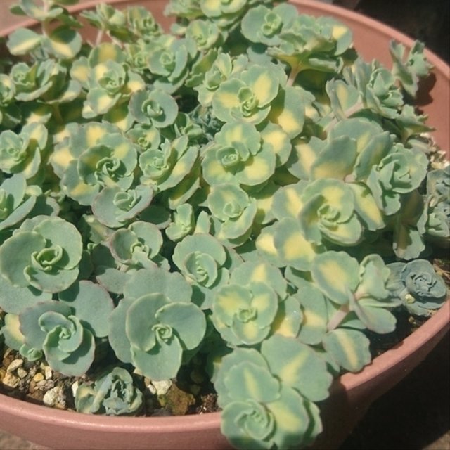 送料込 斑入りミセバヤ 10カット セダム カット苗 多肉 多肉植物 ハンドメイドマーケット Minne 送料込 斑入りミセバヤ 10カット セダム カット苗 多肉 多肉植物 ハンドメイドマーケット Minne