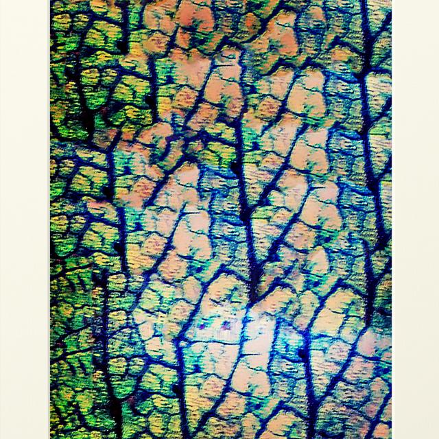 ステンドグラスのような花の葉脈が神秘的で色鮮やかな細胞模様 複製画 プリモアート ポスター ハンドメイドマーケット Minne