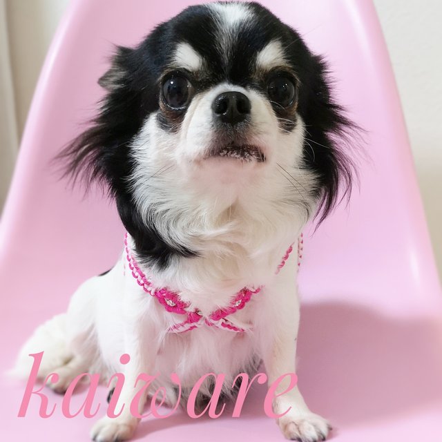 犬のお花付きハーネス かわいい パラコード ちわわのおススメハーネスのみです 犬のリード ハーネス sサイズ Minne 日本最大級のハンドメイド 手作り通販サイト 犬のお花付きハーネス かわいい パラコード ちわわのおススメハーネスのみです 犬のリード ハーネス sサイズ Minne 日本最大級のハンドメイド 手作り通販サイト