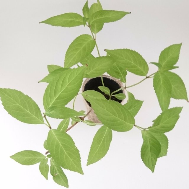 山あじさい 虹 苗木 約 雑木の庭の下草に 日本原産の紫色系の額紫陽花 ハンドメイドマーケット Minne 山あじさい 虹 苗木 約 雑木の庭の下草に 日本原産の紫色系の額紫陽花 ハンドメイドマーケット Minne
