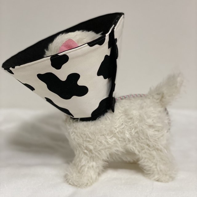 新色!犬猫用エリザベスカラー