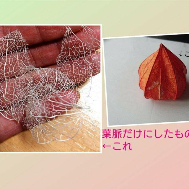 ほおずき葉脈の押し花チタンピアス 162 Minne 日本最大級のハンドメイド 手作り通販サイト