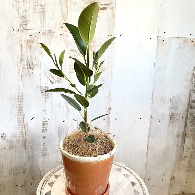 すぐに飾れる 植え替え不要 永遠の幸せの花言葉をもつ フランスゴムの木 アプリコットの鉢植え ハンドメイドマーケット Minne すぐに飾れる 植え替え不要 永遠の幸せの花言葉をもつ フランスゴムの木 アプリコットの鉢植え ハンドメイドマーケット Minne
