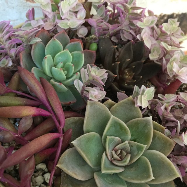 多肉植物 のミックス植え ピンク色 をベースに優しい色合いで揃えました ハンドメイドマーケット Minne 多肉植物 のミックス植え ピンク色 をベースに優しい色合いで揃えました ハンドメイドマーケット Minne