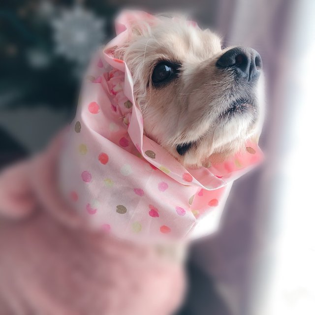 中型犬用水彩画風水玉のスヌード Pink Minne 日本最大級のハンドメイド 手作り通販サイト 中型犬用水彩画風水玉のスヌード Pink Minne 日本最大級のハンドメイド 手作り通販サイト