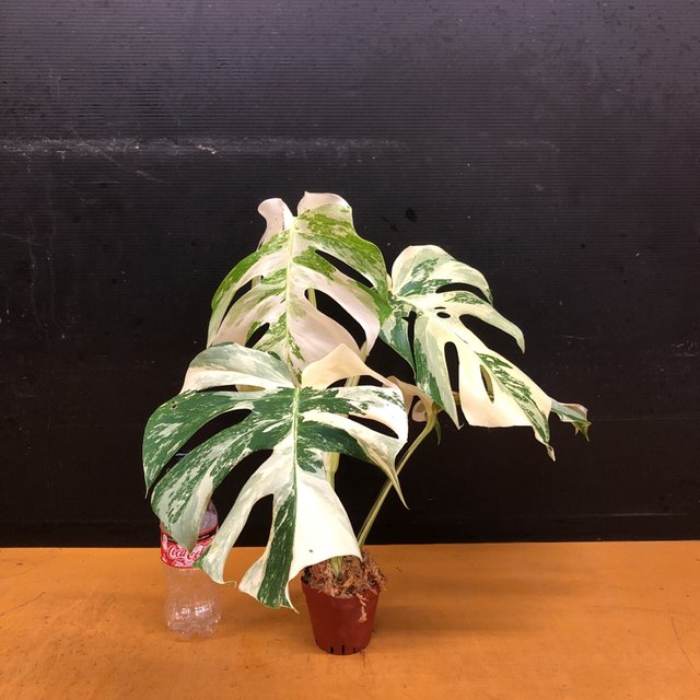 超希少 モンステラ ホワイトタイガー 3寸水苔植え ハンドメイドマーケット Minne 超希少 モンステラ ホワイトタイガー 3寸水苔植え ハンドメイドマーケット Minne