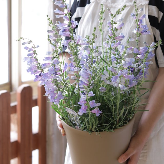 宿根草エレクトリックブルー大きな鉢植え ハンドメイドマーケット Minne 宿根草エレクトリックブルー大きな鉢植え ハンドメイドマーケット Minne