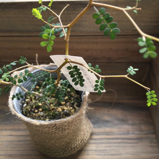 ソホラリトル 小さな葉っぱの木 可愛い 観葉植物 ハンドメイドマーケット Minne ソホラリトル 小さな葉っぱの木 可愛い 観葉植物 ハンドメイドマーケット Minne