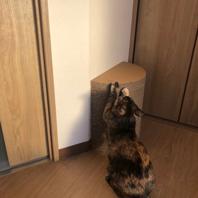 猫爪とぎ Minne 日本最大級のハンドメイド 手作り通販サイト 猫爪とぎ Minne 日本最大級のハンドメイド 手作り通販サイト