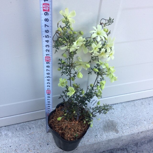 送料無料 圧巻 たわわな花付き クレマチス ペトリエイ 鉢ごと発送 ハンドメイドマーケット Minne 送料無料 圧巻 たわわな花付き クレマチス ペトリエイ 鉢ごと発送 ハンドメイドマーケット Minne
