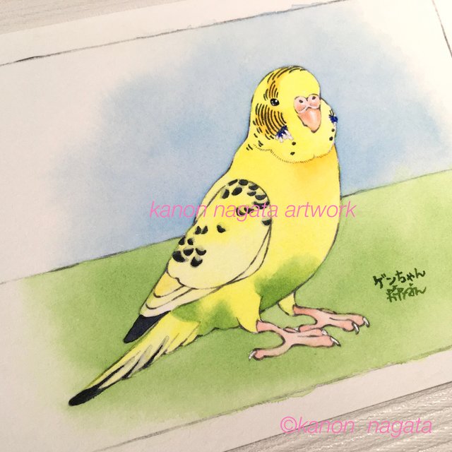 1枚1羽 鳥さん似顔絵 うちの子インコオーダーイラスト セキセイインコ オカメインコなど ハンドメイドマーケット Minne 1枚1羽 鳥さん似顔絵 うちの子インコオーダーイラスト セキセイインコ オカメインコなど ハンドメイドマーケット Minne