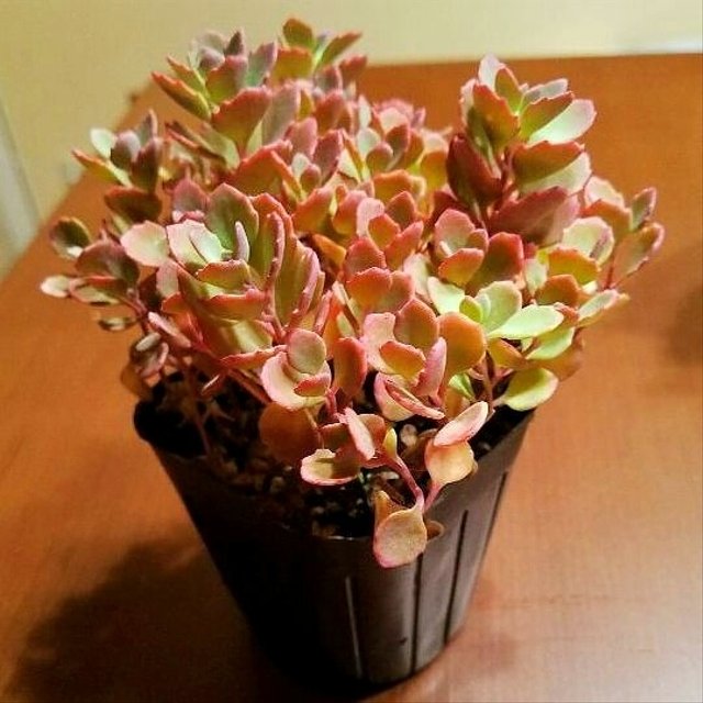 多肉植物 セダム 紅ミセバヤ ハンドメイドマーケット Minne 多肉植物 セダム 紅ミセバヤ ハンドメイドマーケット Minne