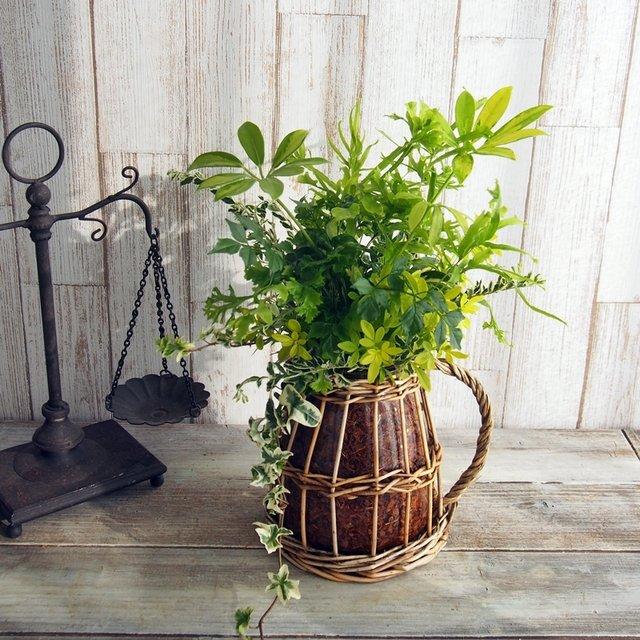 送料半額 観葉植物のプランツギャザリング ウィローガラスピッチャー ハンドメイドマーケット Minne 送料半額 観葉植物のプランツギャザリング ウィローガラスピッチャー ハンドメイドマーケット Minne