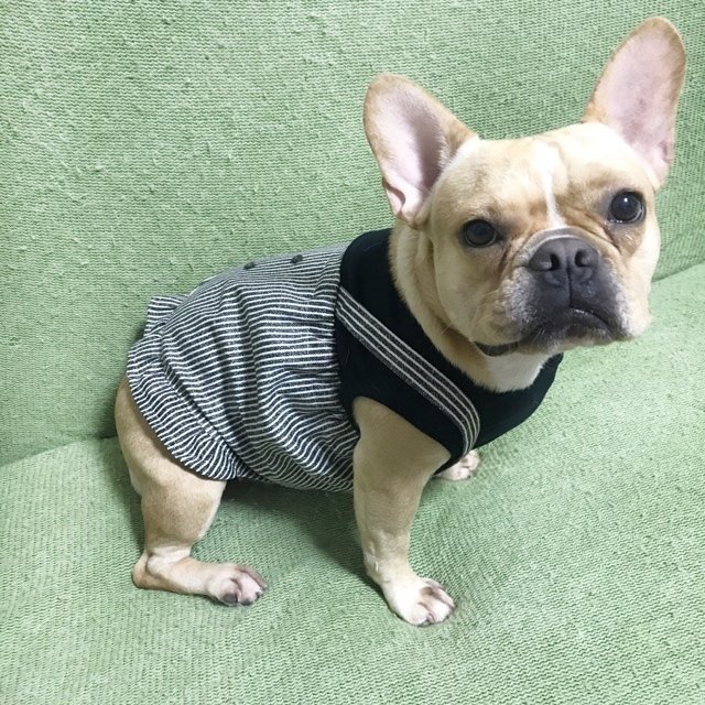 重ね着風サロペットワンピ 犬服 犬服ハンドメイド 小型犬服 フレブル服 フレンチブルドッグ服 パグ服 ワンピース 誕生日プレゼント ハンドメイドマーケット Minne 重ね着風サロペットワンピ 犬服 犬服ハンドメイド 小型犬服 フレブル服 フレンチブルドッグ服 パグ服 ワンピース 誕生日プレゼント ハンドメイドマーケット Minne