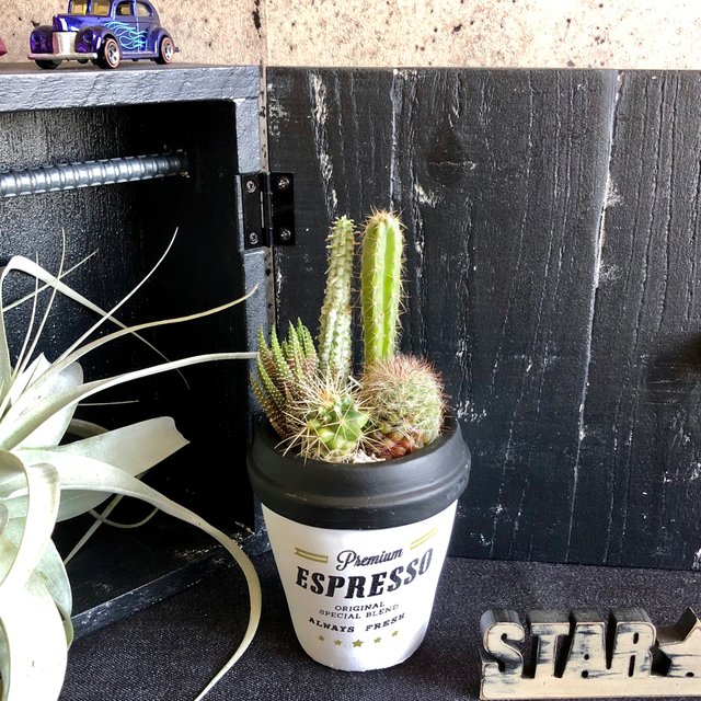 サボテン寄せ植え カフェカップ ホワイト ハンドメイドマーケット Minne サボテン寄せ植え カフェカップ ホワイト ハンドメイドマーケット Minne