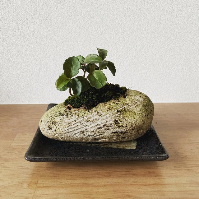 苔玉軽石鉢 小 万両 花器付き Wabito Minne 日本最大級のハンドメイド 手作り通販サイト 苔玉軽石鉢 小 万両 花器付き Wabito Minne 日本最大級のハンドメイド 手作り通販サイト