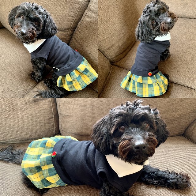 犬服 小型犬dmサイズ 鹿子ポロニット黄チェックワンピース 胴長 Minne 日本最大級のハンドメイド 手作り通販サイト 犬服 小型犬dmサイズ 鹿子ポロニット黄チェックワンピース 胴長 Minne 日本最大級のハンドメイド 手作り通販サイト