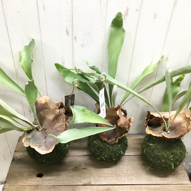 特大サイズ コウモリラン ビカクシダ ネザーランド 苔玉 ハンギング仕立て ハンドメイドマーケット Minne 特大サイズ コウモリラン ビカクシダ ネザーランド 苔玉 ハンギング仕立て ハンドメイドマーケット Minne