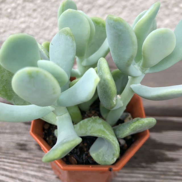 セダム ペディラントイデス 多肉植物 ハンドメイドマーケット Minne セダム ペディラントイデス 多肉植物 ハンドメイドマーケット Minne