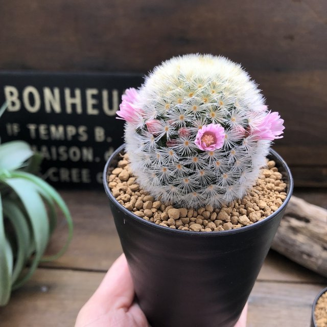 カルメナエ 可愛い ふわふわサボテン 花付き マミラリア Minne 日本最大級のハンドメイド 手作り通販サイト カルメナエ 可愛い ふわふわサボテン 花付き マミラリア Minne 日本最大級のハンドメイド 手作り通販サイト