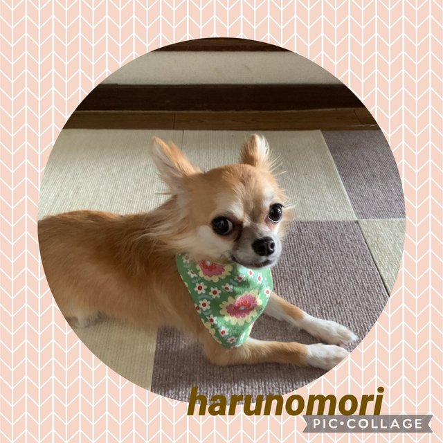 マカロンがコロンな犬用バンダナ リバーシブル ハンドメイドマーケット Minne マカロンがコロンな犬用バンダナ リバーシブル ハンドメイドマーケット Minne