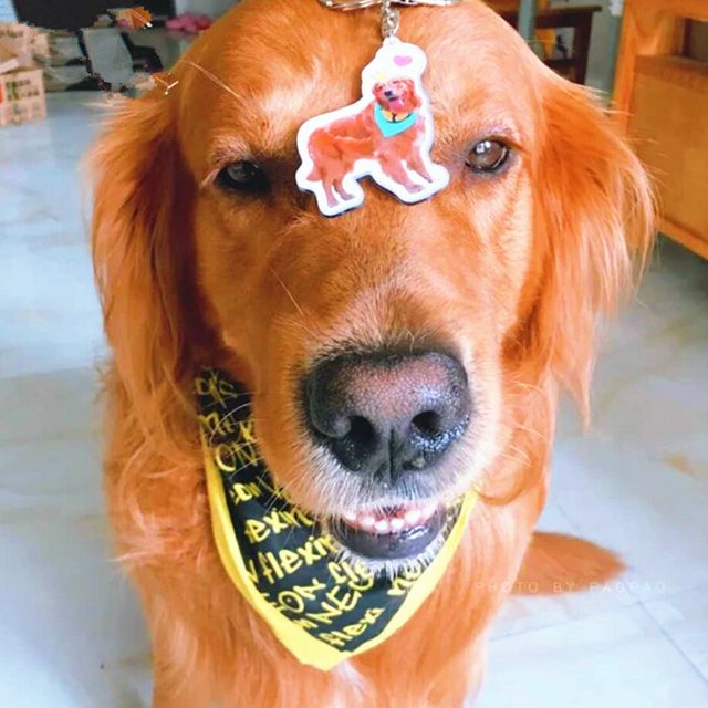 動物　ペット　犬　猫　記念　インテリア　画像　写真　プレゼント　メモリアル