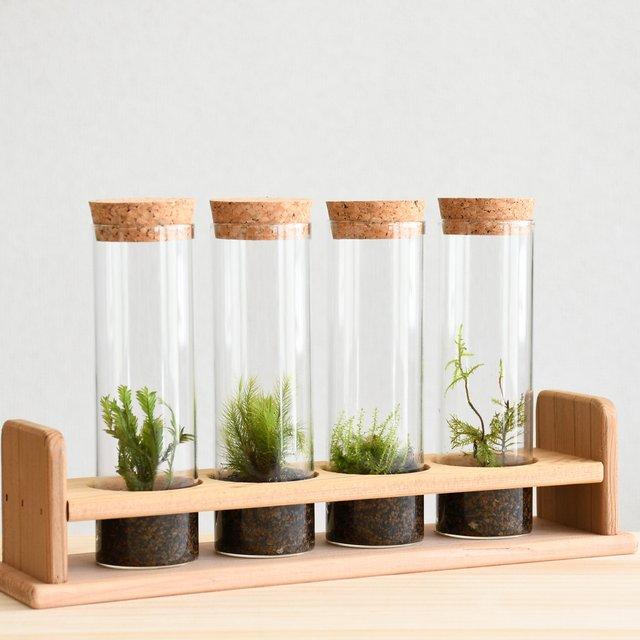 苔テラリウム 小さなコケの森 試験管4本セット 試験管立て付 Minne 日本最大級のハンドメイド 手作り通販サイト 苔テラリウム 小さなコケの森 試験管4本セット 試験管立て付 Minne 日本最大級のハンドメイド 手作り通販サイト