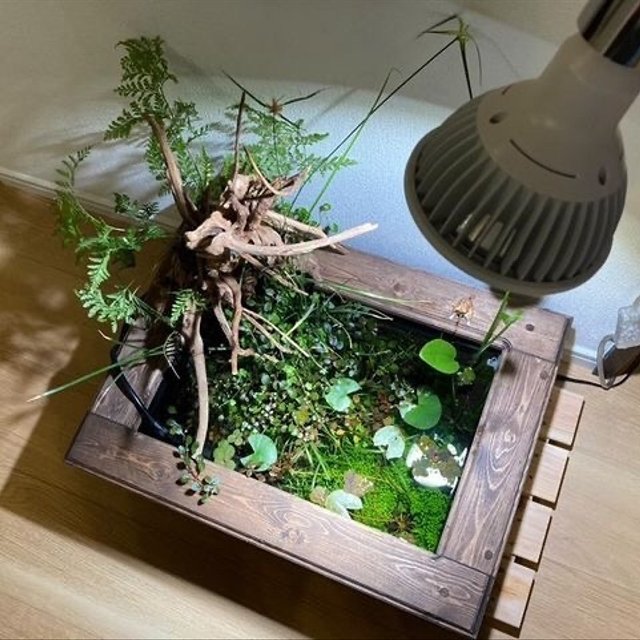 新作　慶屋ビオトープ木枠　飼育セット　メダカ　金魚　アクアリウム　水槽