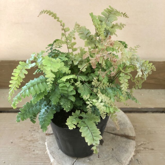 観葉植物 アジアンタム プベッセンス ハンドメイドマーケット Minne 観葉植物 アジアンタム プベッセンス ハンドメイドマーケット Minne