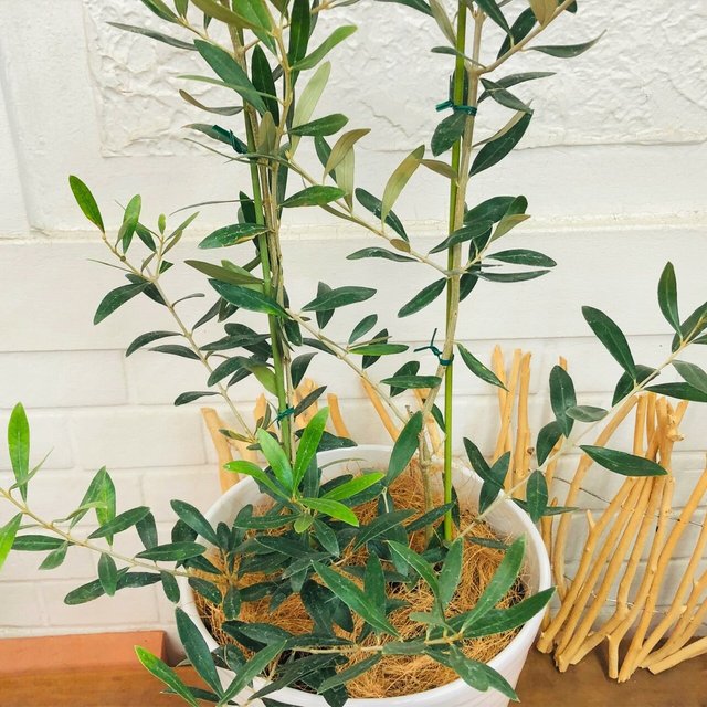 オリーブ 2種植え ネバディロブランコ ブラントイオ 観葉植物 陶器鉢入り 新築祝い 開店祝 送料無料 Minne 日本最大級のハンドメイド 手作り通販サイト オリーブ 2種植え ネバディロブランコ ブラントイオ 観葉植物 陶器鉢入り 新築祝い 開店祝 送料無料 Minne 日本最大級のハンドメイド 手作り通販サイト