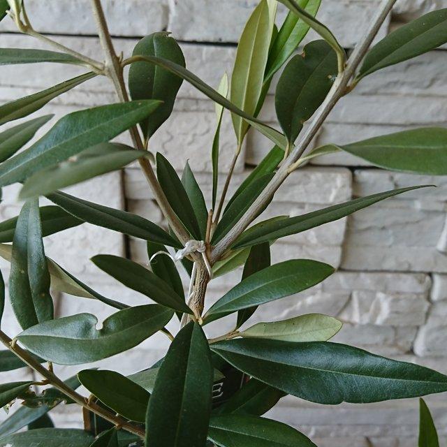 オリーブ ひなかぜ アンティーク鉢植え Minne 日本最大級のハンドメイド 手作り通販サイト オリーブ ひなかぜ アンティーク鉢植え Minne 日本最大級のハンドメイド 手作り通販サイト