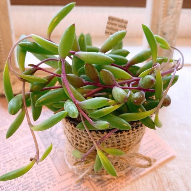 送料込み 多肉植物カット苗 ルビーネックレス ハンドメイドマーケット Minne 送料込み 多肉植物カット苗 ルビーネックレス ハンドメイドマーケット Minne