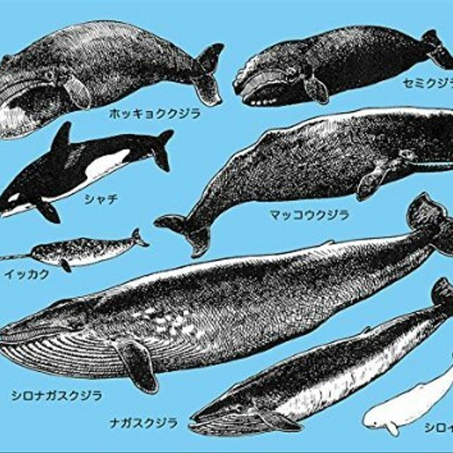 クジラの仲間のマウスパッド フォトパッド 世界の野生動物シリーズ 薄青地 Minne 日本最大級のハンドメイド 手作り通販サイト