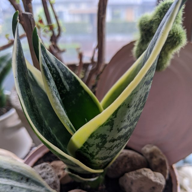 観葉植物 サンスベリア 一点 ハンドメイドマーケット Minne 観葉植物 サンスベリア 一点 ハンドメイドマーケット Minne