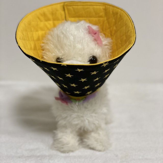 犬猫用エリザベスカラー
