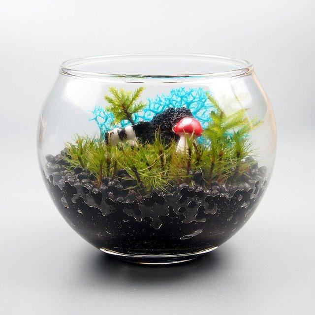 苔テラリウム 手作りキット一式 金魚鉢小 ハンドメイドマーケット Minne 苔テラリウム 手作りキット一式 金魚鉢小 ハンドメイドマーケット Minne