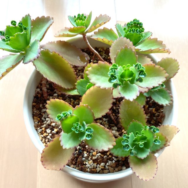 Sale 買い時 子宝草 土入り ピンク鉢付き カランコエ 多肉植物 観葉植物 ハンドメイドマーケット Minne Sale 買い時 子宝草 土入り ピンク鉢付き カランコエ 多肉植物 観葉植物 ハンドメイドマーケット Minne
