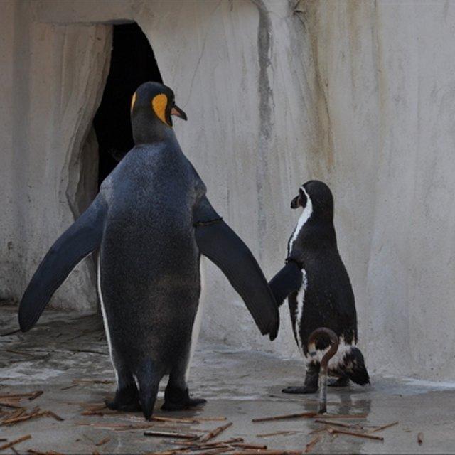 かわいい動物のポストカード 仲良しペンギン ハンドメイドマーケット Minne